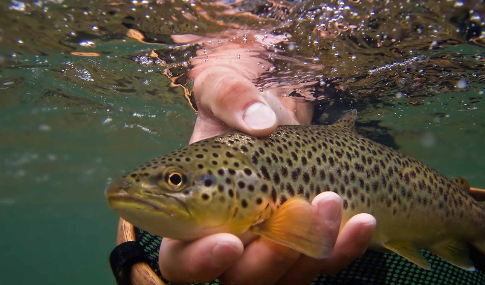 Småørretprosjekt i Molingdalen